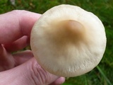 Marasmius nigrodiscus image