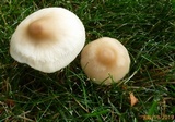 Marasmius nigrodiscus image