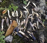 Clavulina floridana image