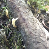Clavulina floridana image