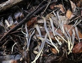 Clavulina floridana image