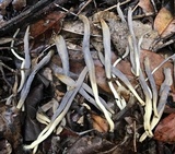 Clavulina floridana image