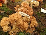 Sparassis crispa image