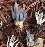 Clavulina floridana image