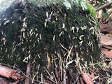 Clavulina floridana image