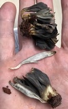Clavulina floridana image