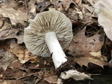 Megacollybia rodmanii image