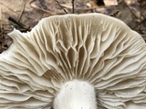 Megacollybia rodmanii image
