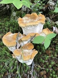 Bondarzewia berkeleyi image