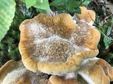 Bondarzewia berkeleyi image