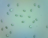 Ophiocordyceps melolonthae image