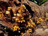 Tricholomopsis aurea image