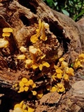 Tricholomopsis aurea image