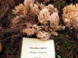 Clavulina coralloides image