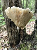 Pleurotus dryinus image