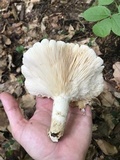 Pleurotus dryinus image
