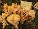 Ramaria flava image
