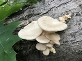 Pleurotus populinus image