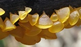 Guepiniopsis alpina image