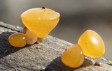 Guepiniopsis alpina image