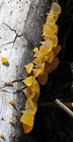 Guepiniopsis alpina image