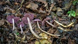Gymnopus iocephalus image