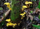 Tricholomopsis aurea image