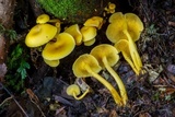 Tricholomopsis aurea image