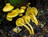 Tricholomopsis aurea image