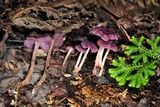 Gymnopus iocephalus image