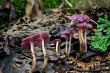 Gymnopus iocephalus image