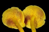 Tricholomopsis aurea image