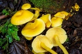 Tricholomopsis aurea image