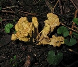 Cordyceps cranstounii image