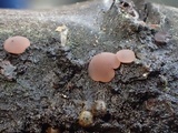 Ombrophila violacea image