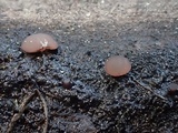 Ombrophila violacea image