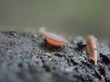 Ombrophila violacea image