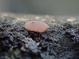 Ombrophila violacea image