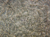 Ombrophila violacea image