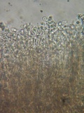 Ombrophila violacea image