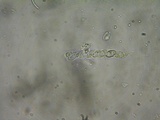 Ombrophila violacea image