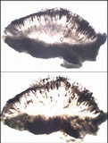 Rinodina roboris image