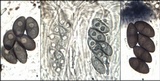 Rinodina roboris image