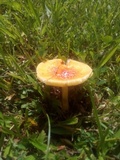Amanita parcivolvata image