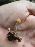 Psilocybe phyllogena image