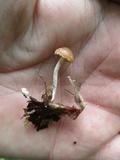 Psilocybe phyllogena image
