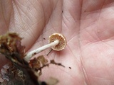 Psilocybe phyllogena image