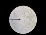 Psilocybe phyllogena image