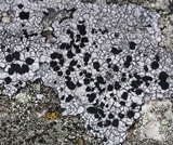 Porpidia macrocarpa f. macrocarpa image