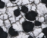 Porpidia macrocarpa f. macrocarpa image
